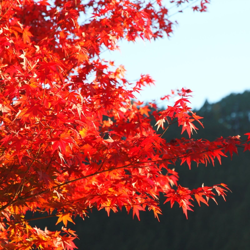 Herbstliche Laubfärbung in Japan